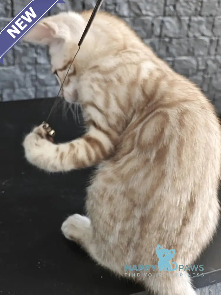 Echo Bengal male black spotted tabby pointed live animals