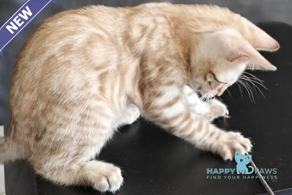 Echo Bengal male black spotted tabby pointed live animals