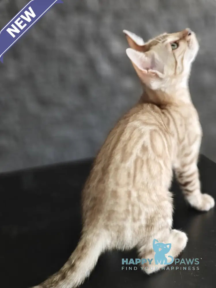 Echo Bengal male black spotted tabby pointed live animals