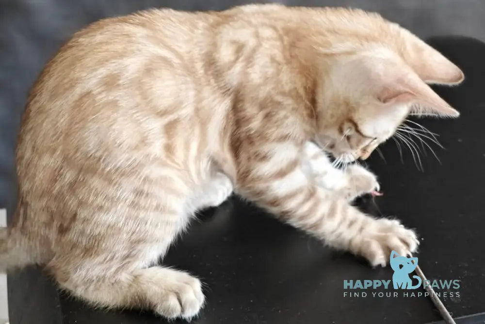 Echo Bengal male black spotted tabby pointed live animals