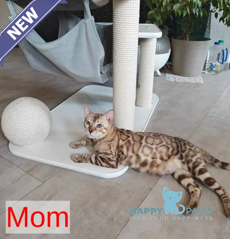 Echo Bengal male black spotted tabby pointed live animals