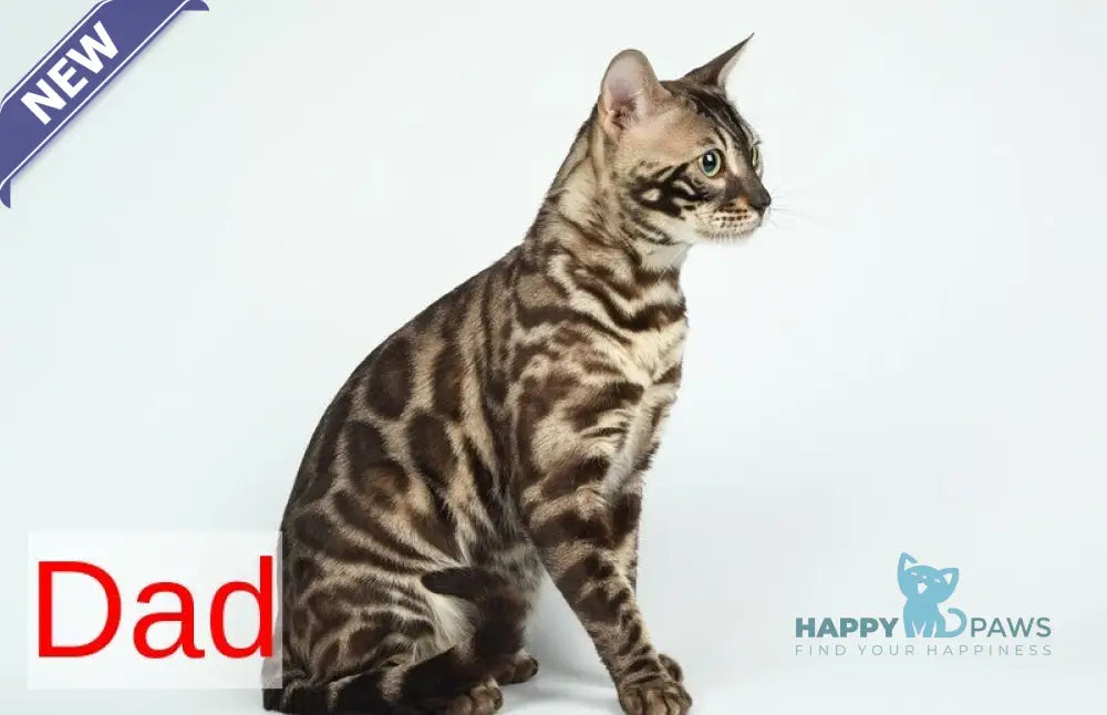 Echo Bengal male black spotted tabby pointed live animals