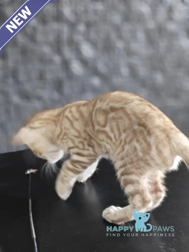 Echo Bengal male black spotted tabby pointed live animals