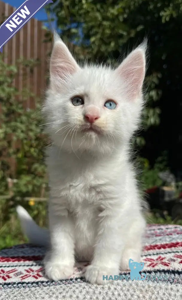 Ecks Maine Coon male white live animals