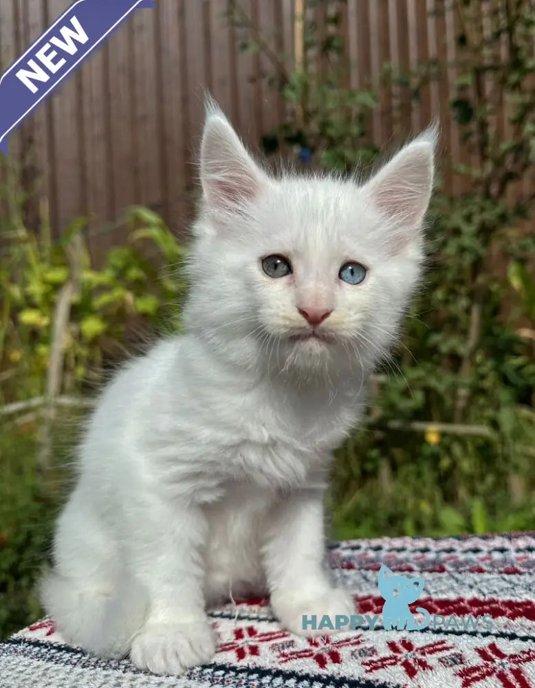 Ecks Maine Coon male white live animals