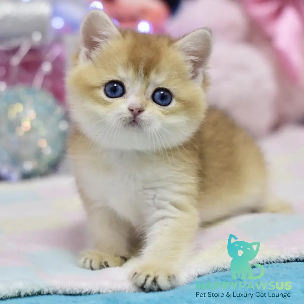 Eclair British Shorthair male black golden shaded - live animals