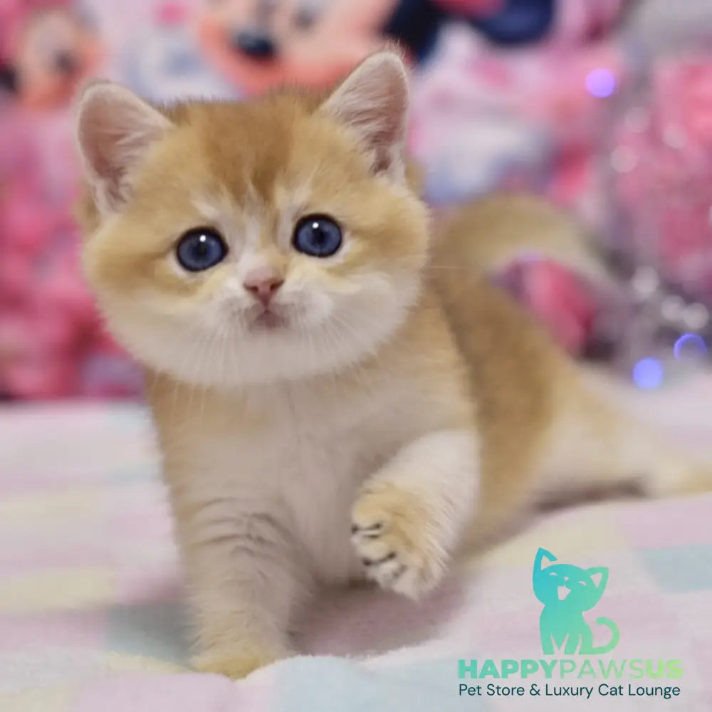 Eclair British Shorthair male black golden shaded - live animals