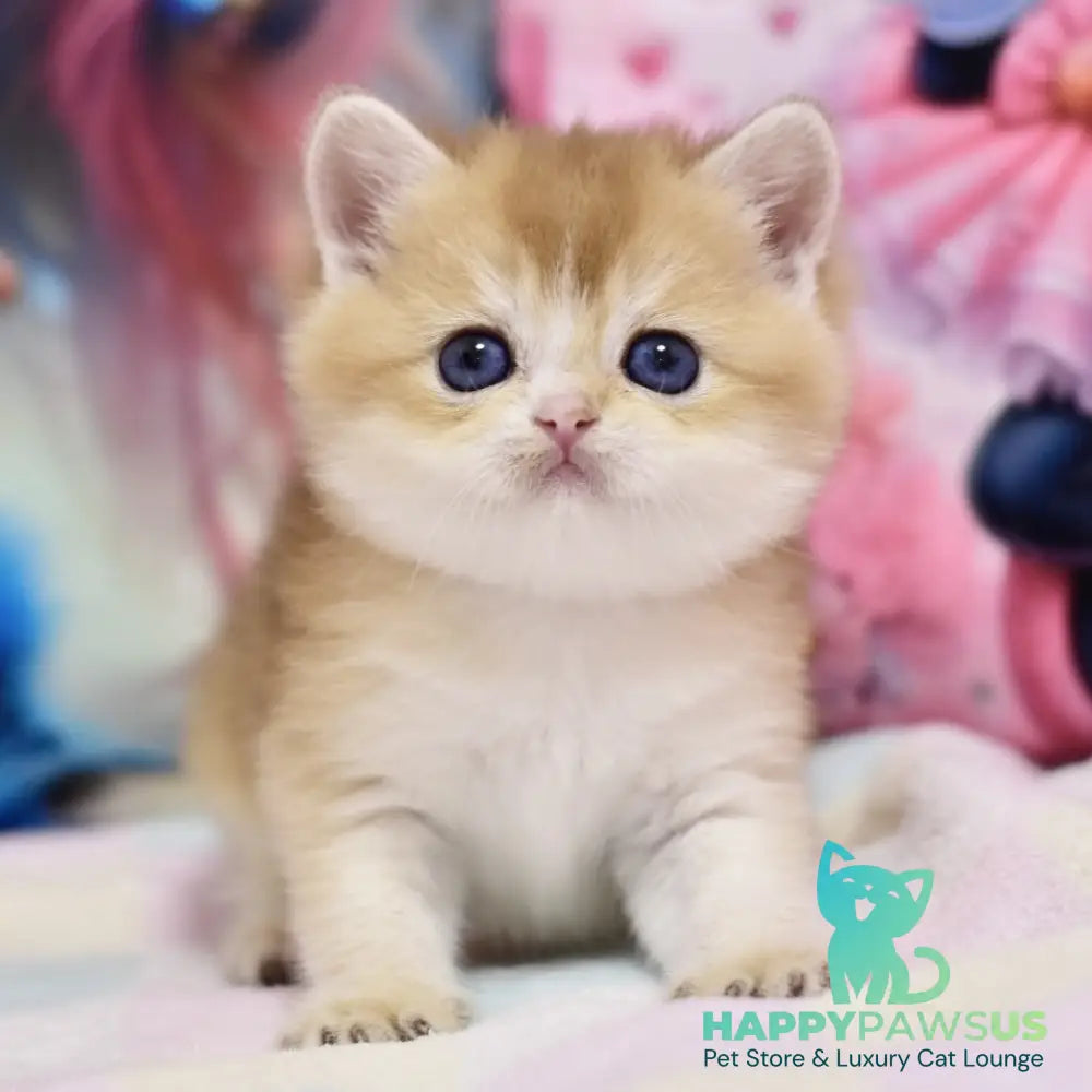 Eclair British Shorthair male black golden shaded - live animals