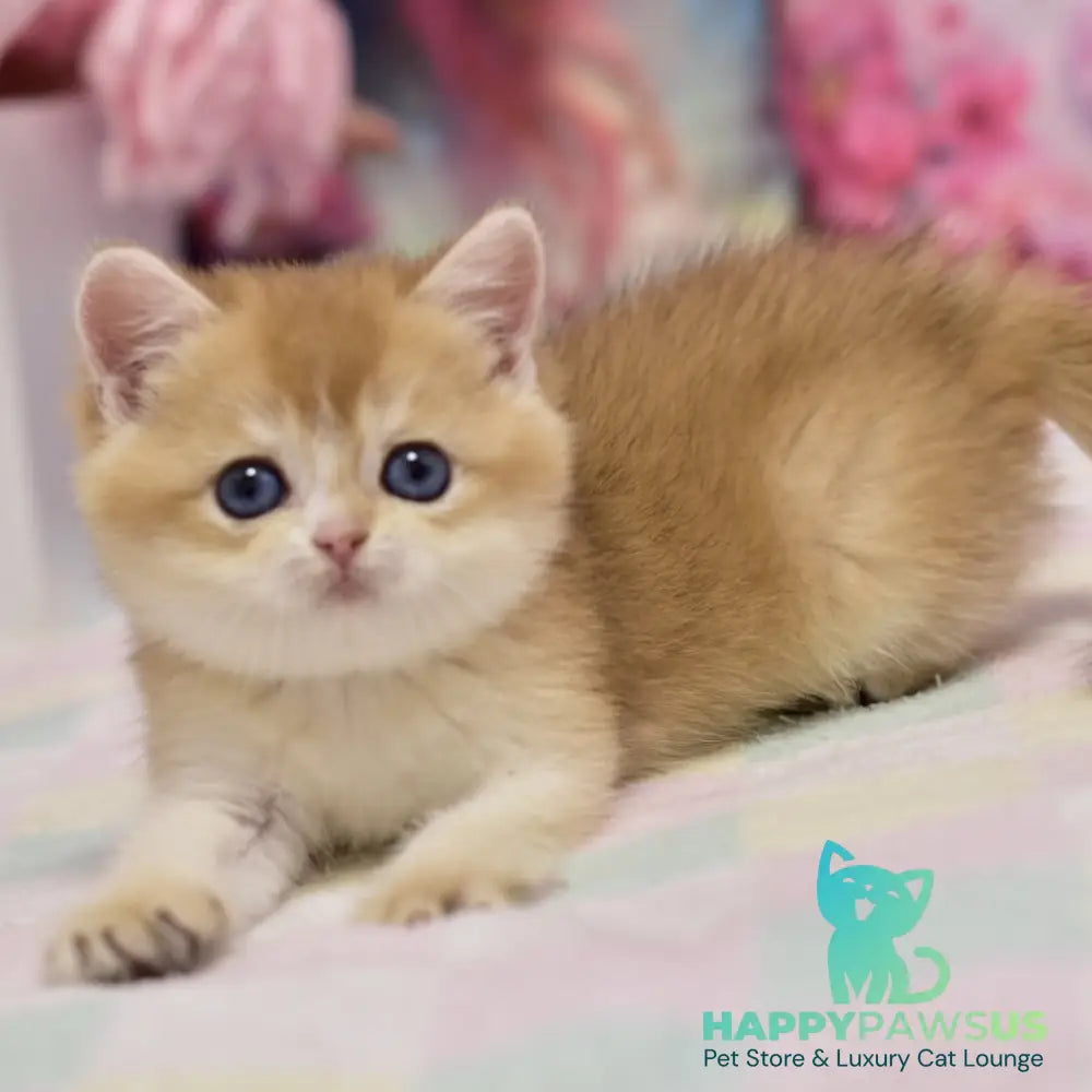 Eclair British Shorthair male black golden shaded - live animals