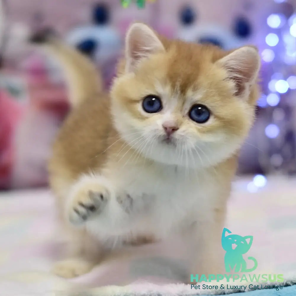 Eclair British Shorthair male black golden shaded - live animals