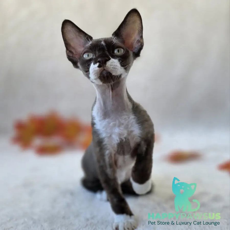 Eclair Devon Rex male chocolate bicolour - live animals