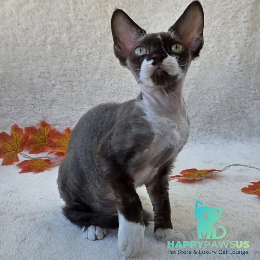 Eclair Devon Rex male chocolate bicolour - live animals