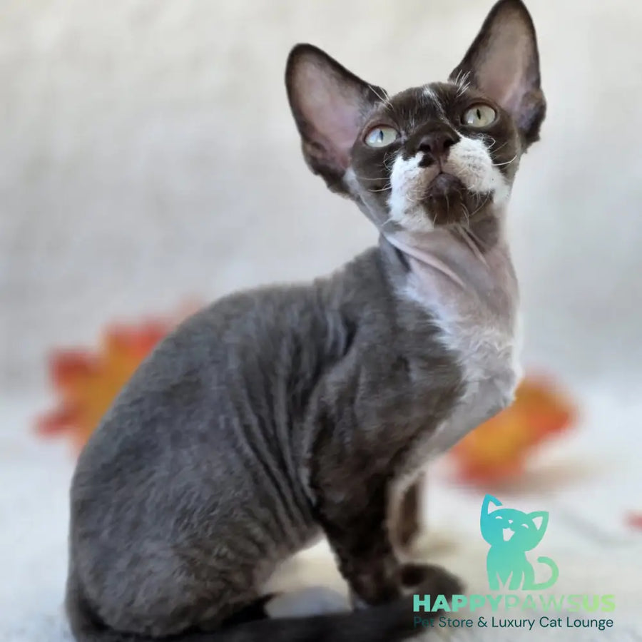 Eclair Devon Rex male chocolate bicolour - live animals