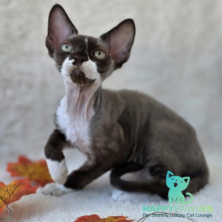 Eclair Devon Rex male chocolate bicolour - live animals