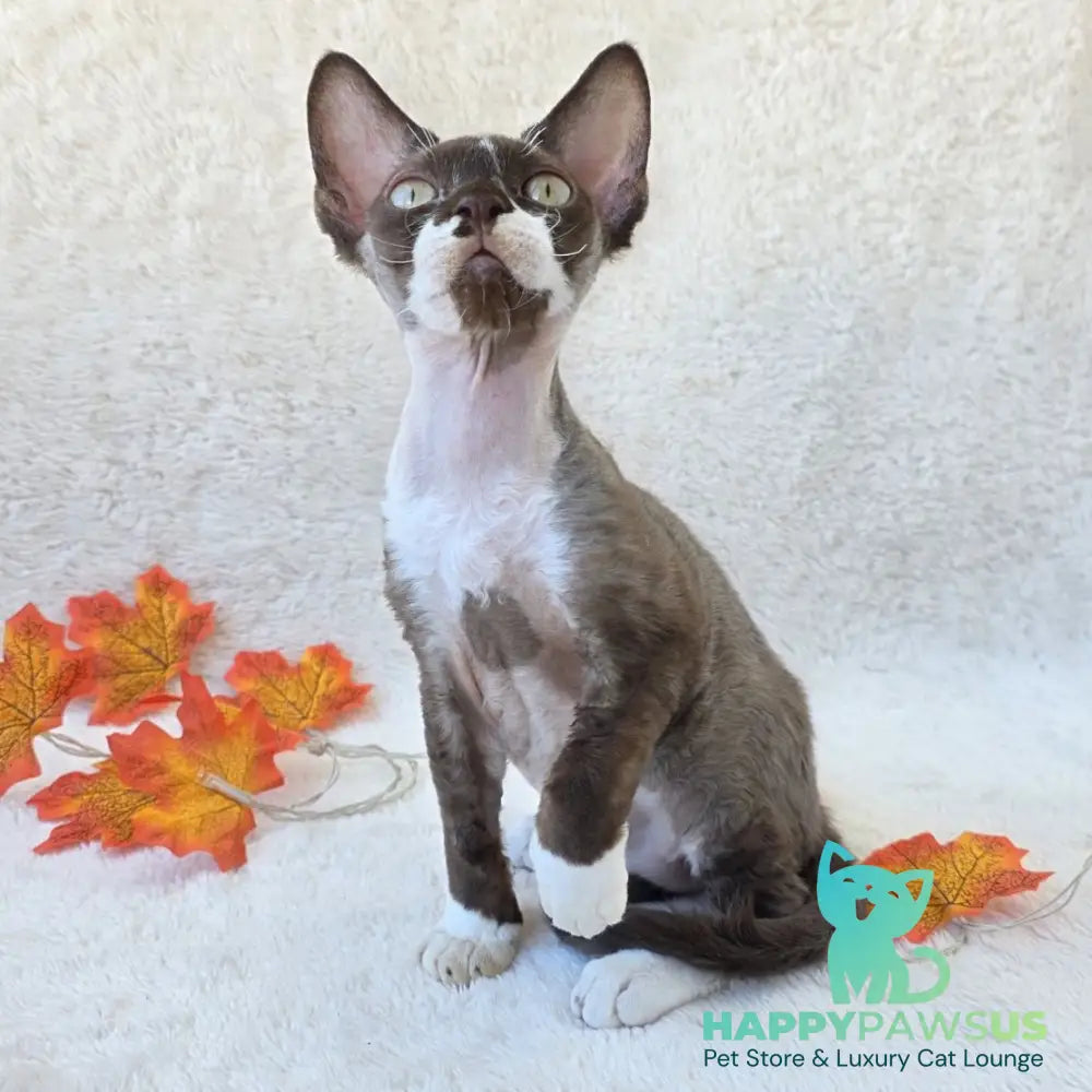 Eclair Devon Rex male chocolate bicolour - live animals