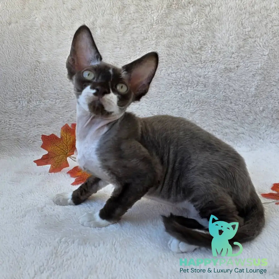 Eclair Devon Rex male chocolate bicolour - live animals
