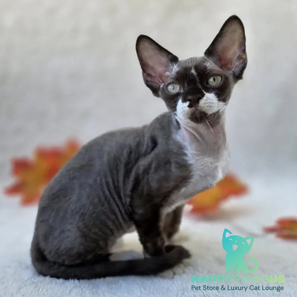 Eclair Devon Rex male chocolate bicolour - live animals