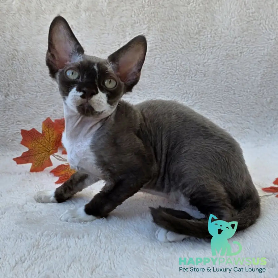 Eclair Devon Rex male chocolate bicolour - live animals