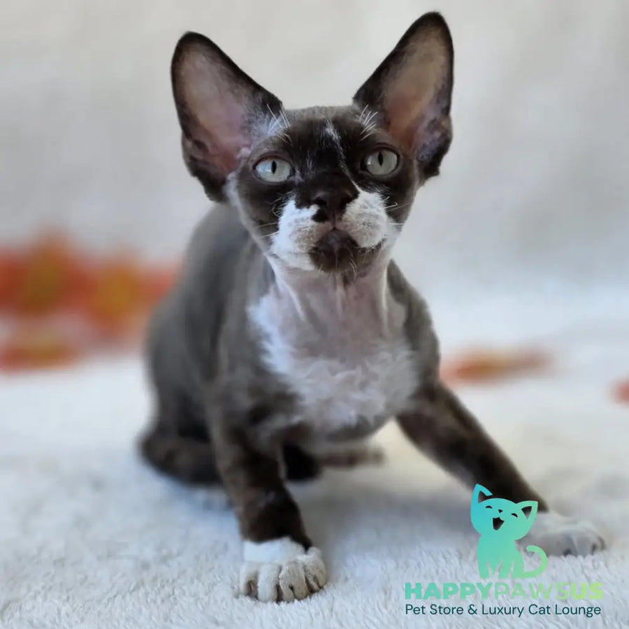 Eclair Devon Rex male chocolate bicolour - live animals