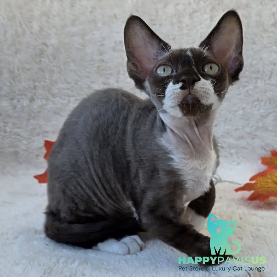 Eclair Devon Rex male chocolate bicolour - live animals