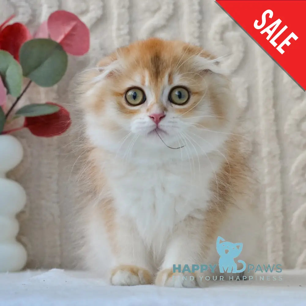 Еclair Scottish Fold male black golden chinchilla live animals