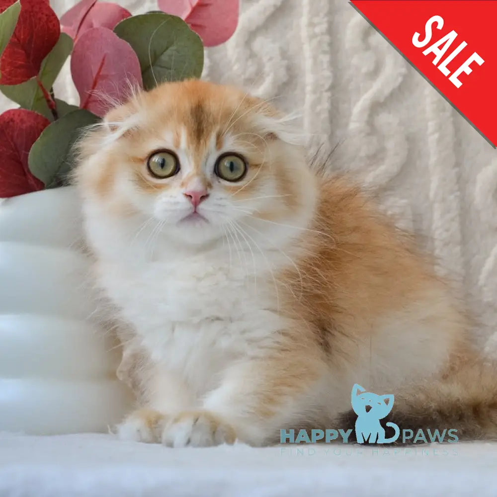 Еclair Scottish Fold male black golden chinchilla live animals