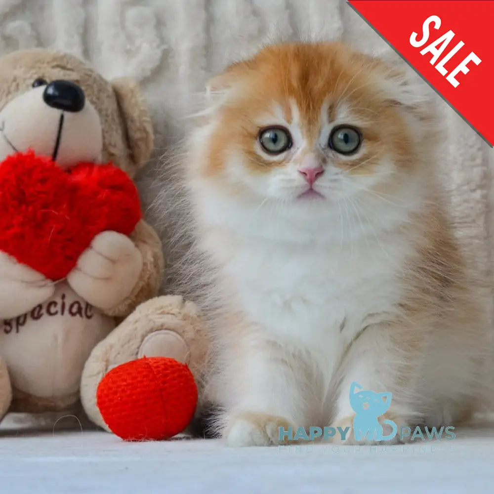 Еclair Scottish Fold male black golden chinchilla live animals