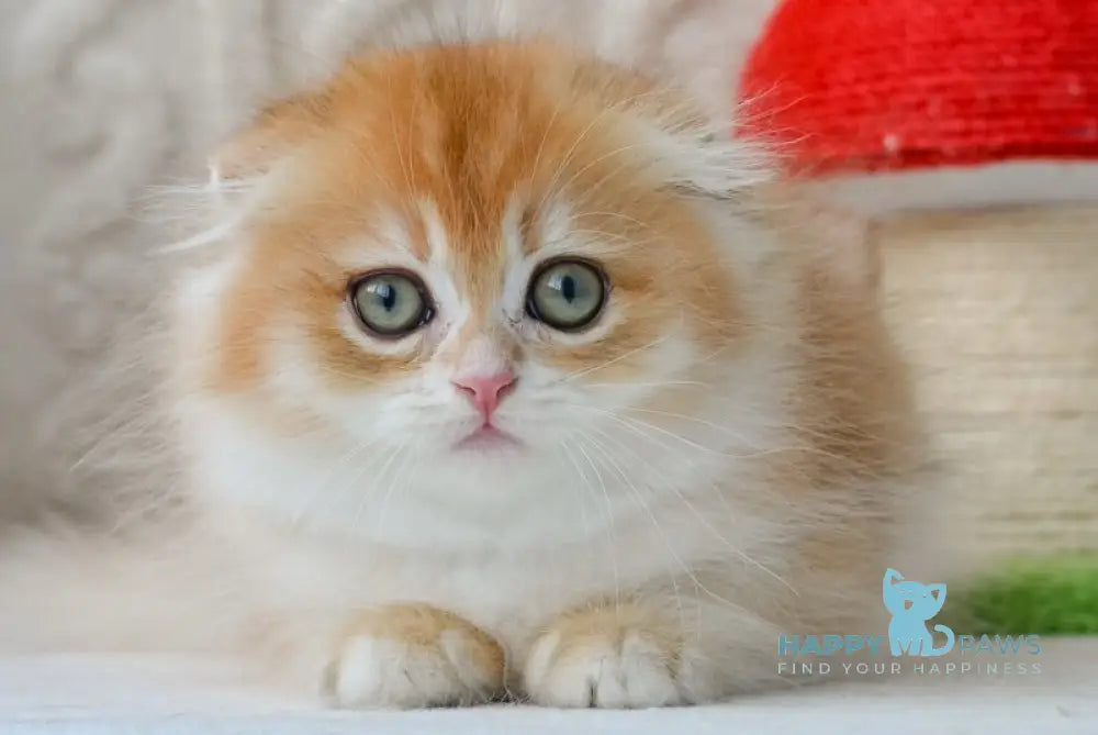 Еclair Scottish Fold male black golden chinchilla live animals