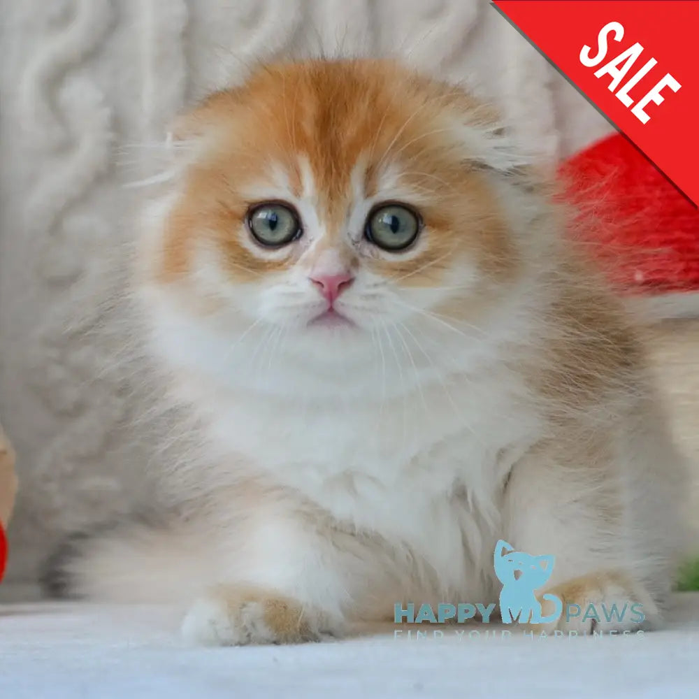 Еclair Scottish Fold male black golden chinchilla live animals