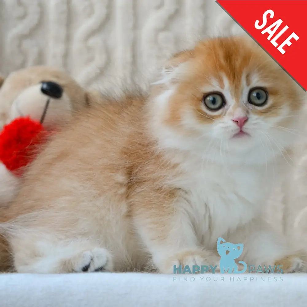 Еclair Scottish Fold male black golden chinchilla live animals
