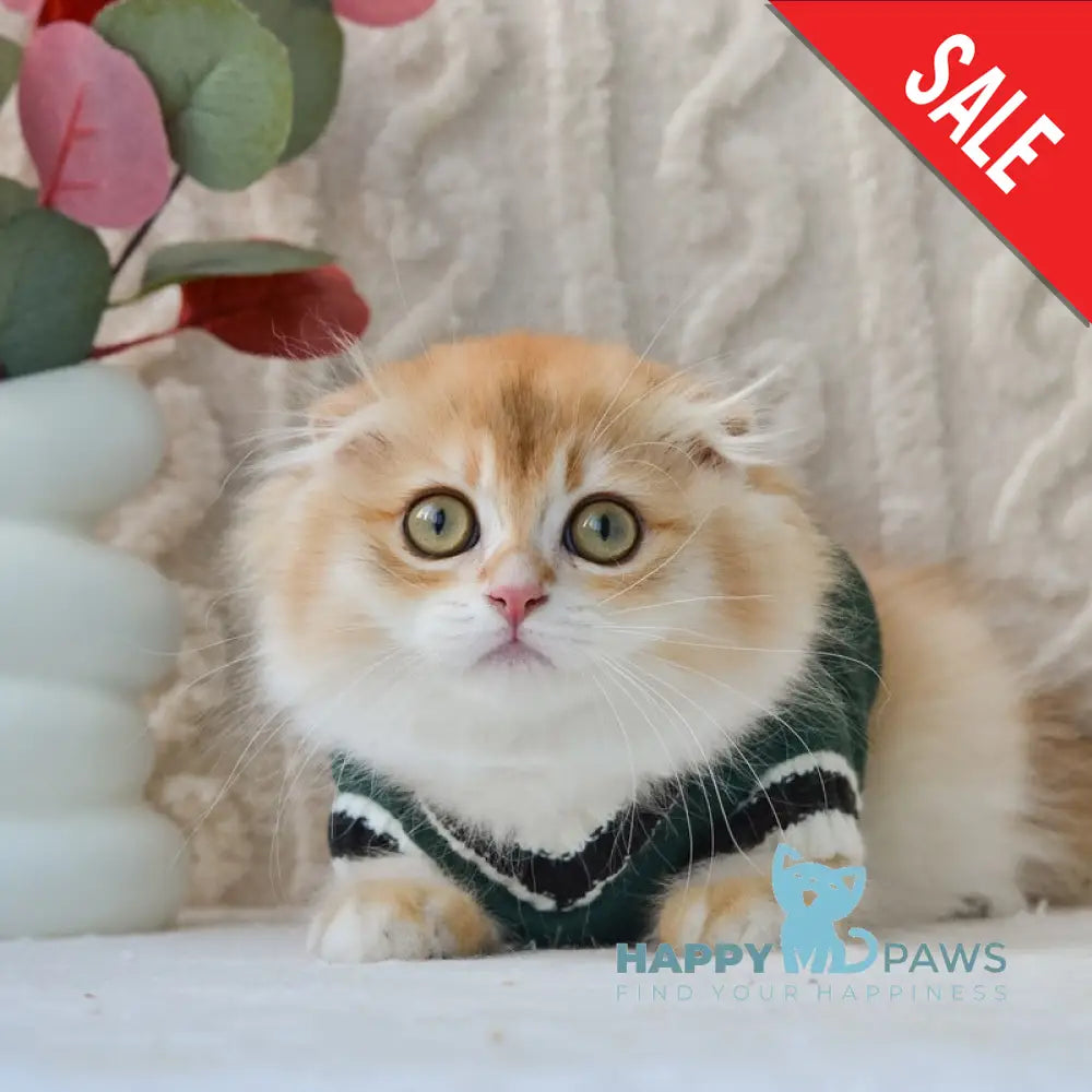 Еclair Scottish Fold male black golden chinchilla live animals