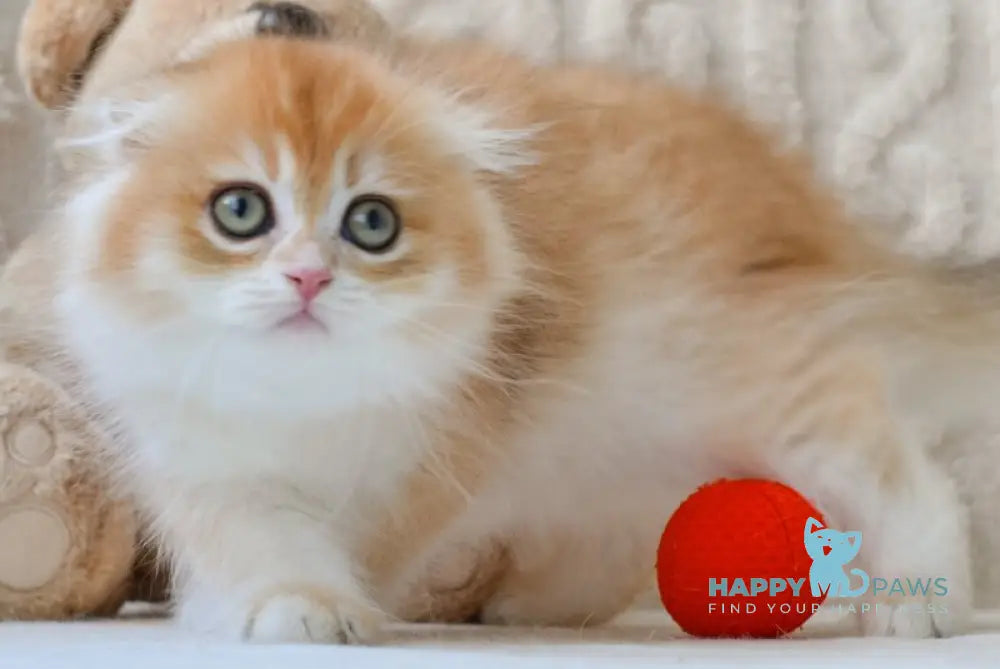 Еclair Scottish Fold male black golden chinchilla live animals
