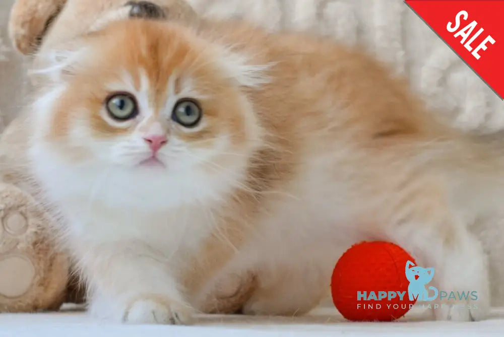 Еclair Scottish Fold male black golden chinchilla live animals