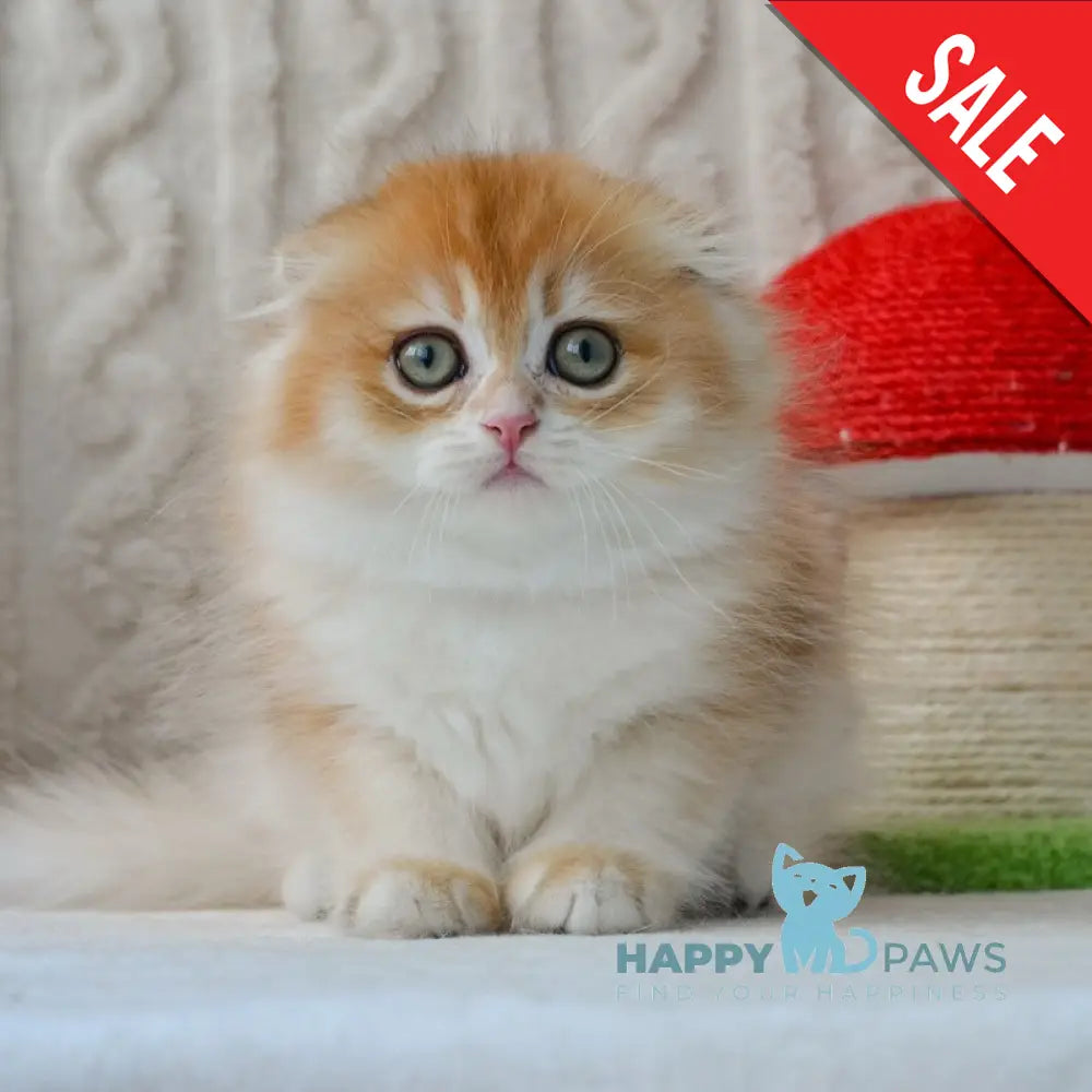 Еclair Scottish Fold male black golden chinchilla live animals