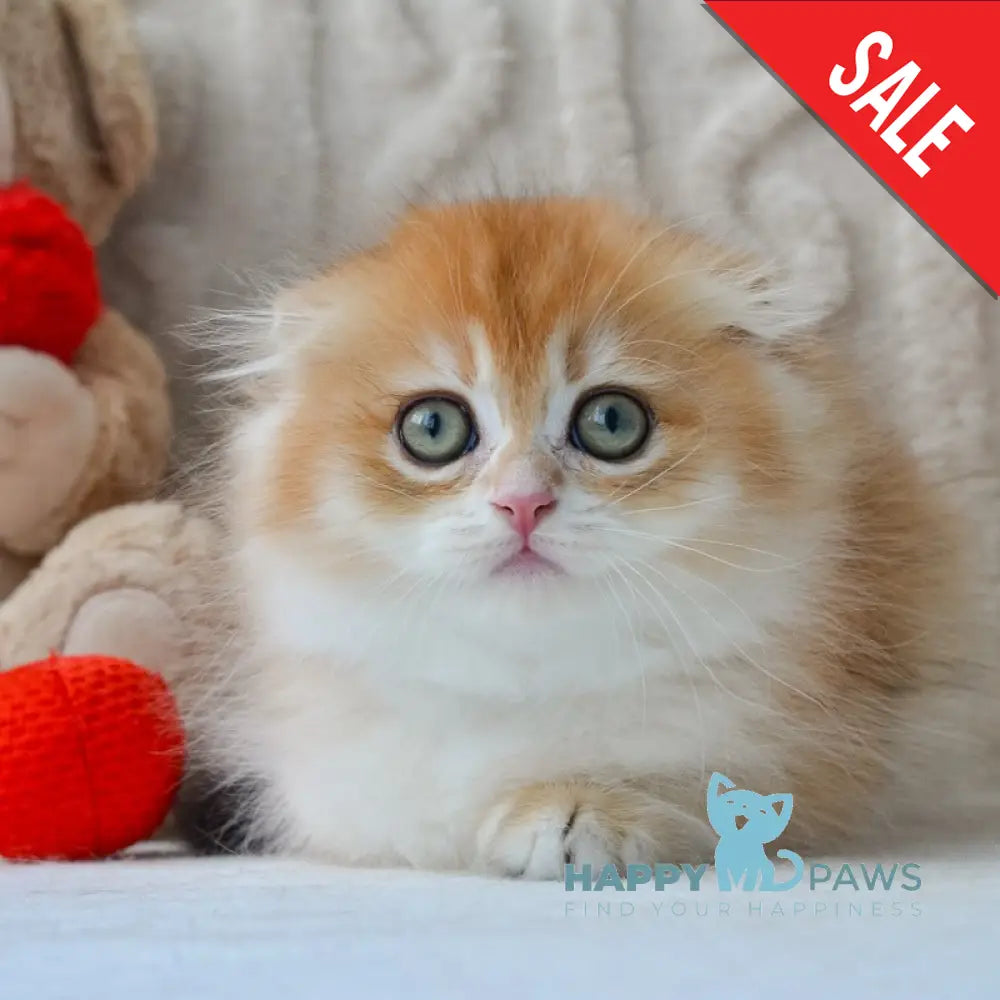 Еclair Scottish Fold male black golden chinchilla live animals