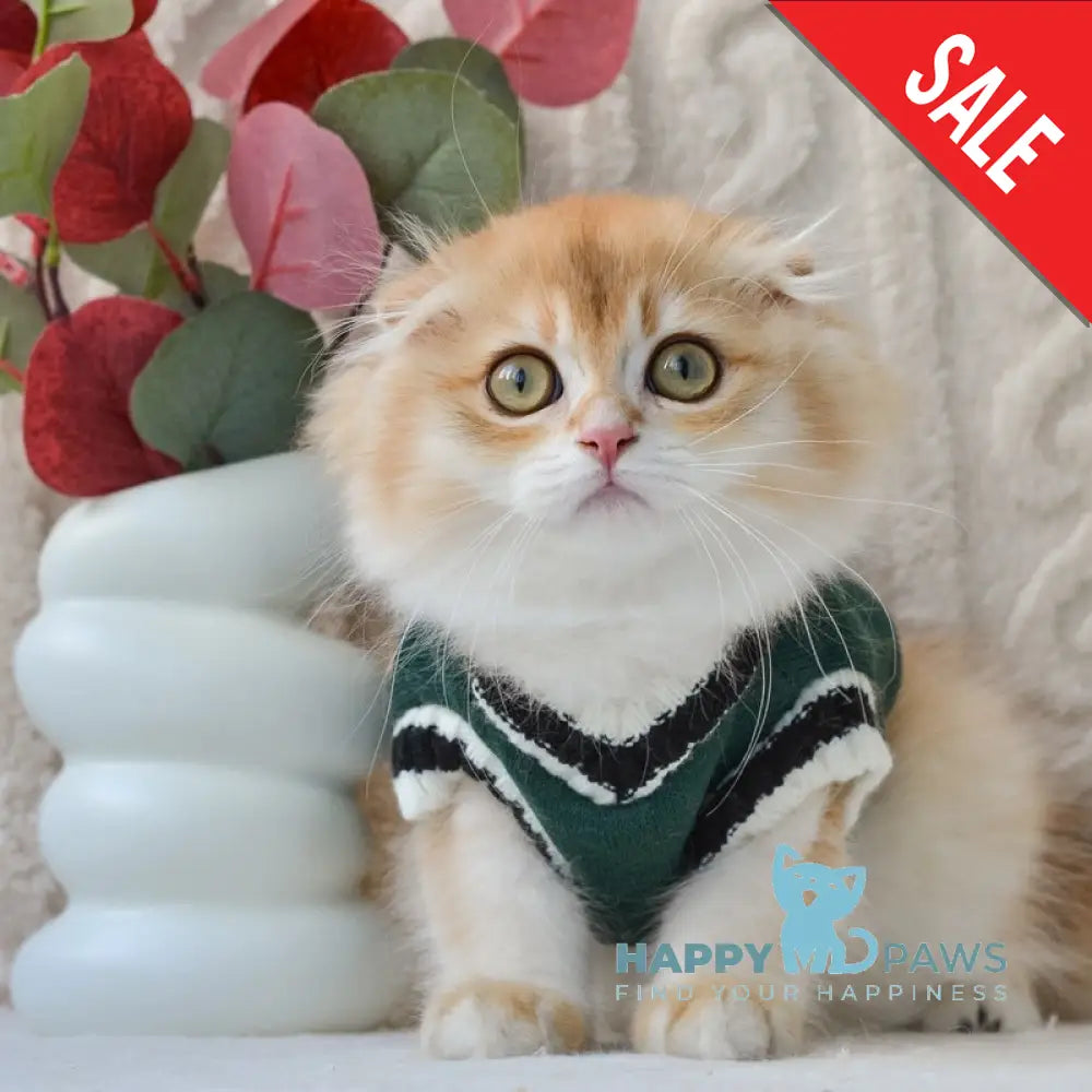 Еclair Scottish Fold male black golden chinchilla live animals