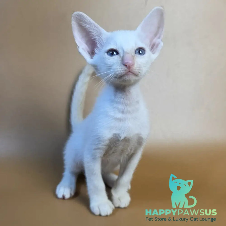 Eclair Siamese male red - live animals