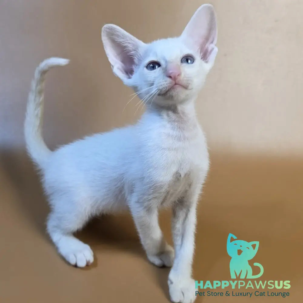 Eclair Siamese male red - live animals