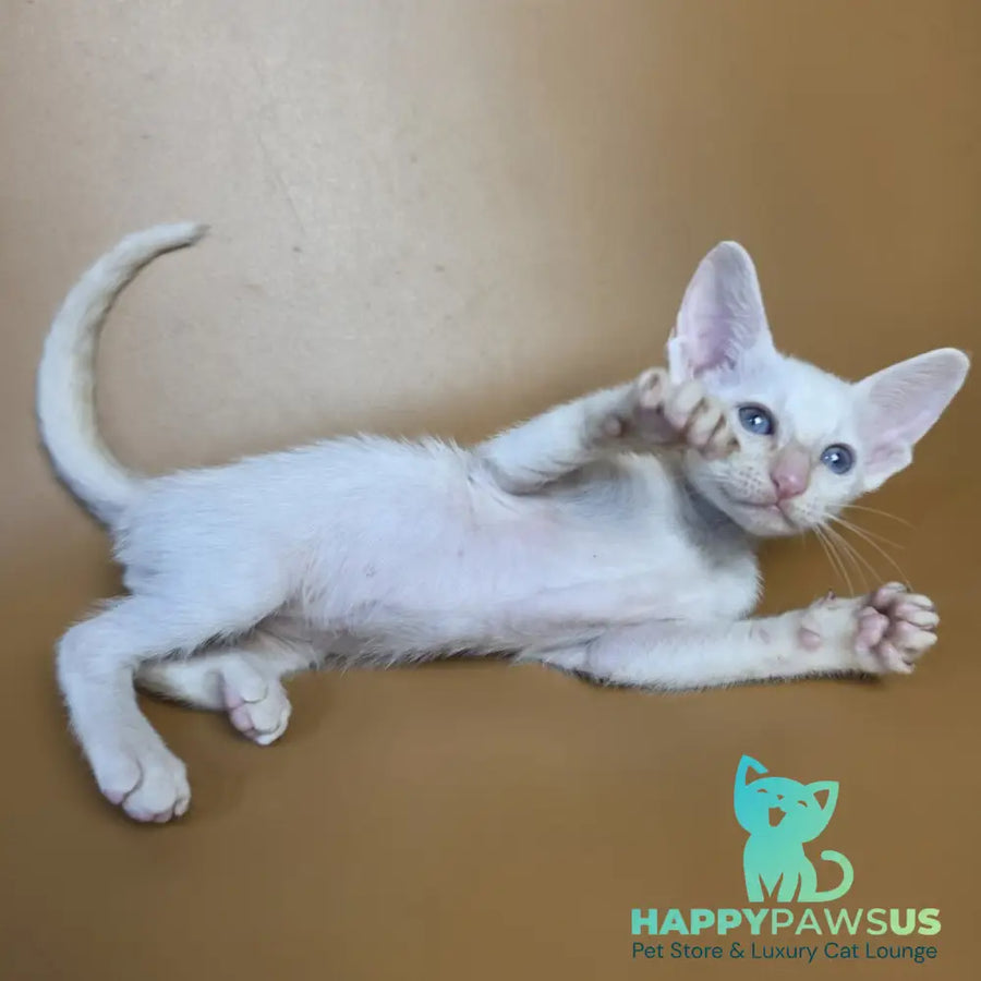 Eclair Siamese male red - live animals