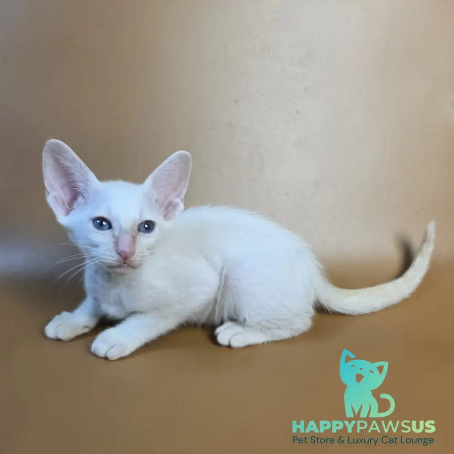 Eclair Siamese male red - live animals