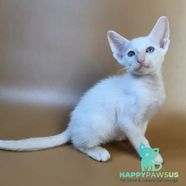 Eclair Siamese male red - live animals