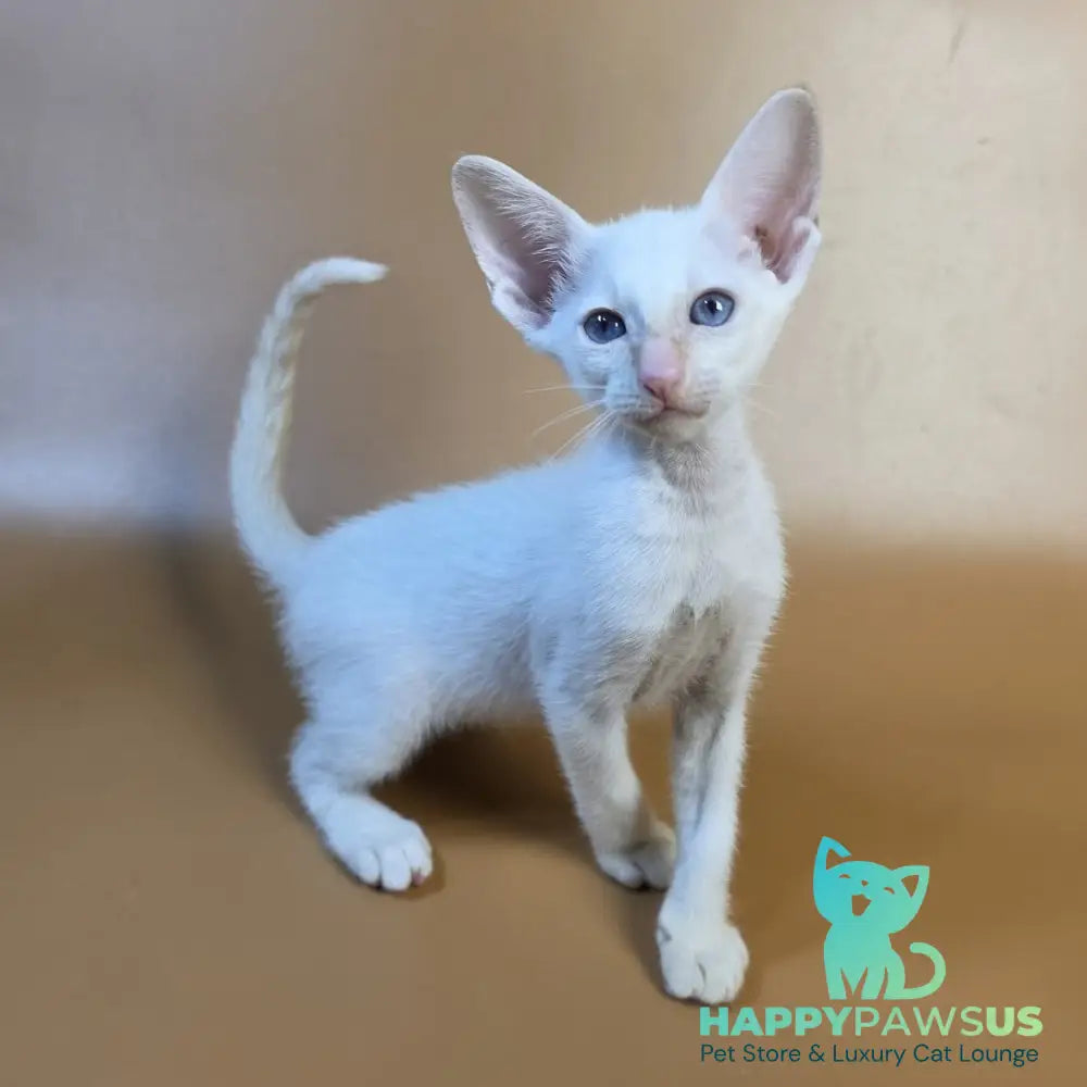Eclair Siamese male red - live animals