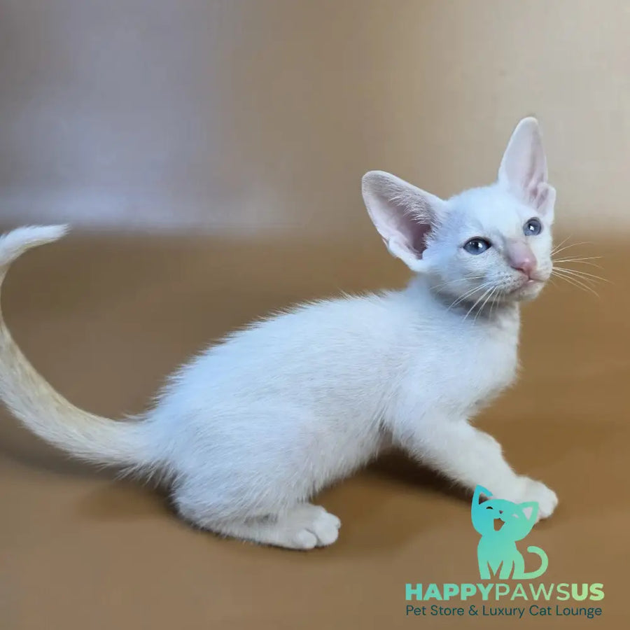 Eclair Siamese male red - live animals