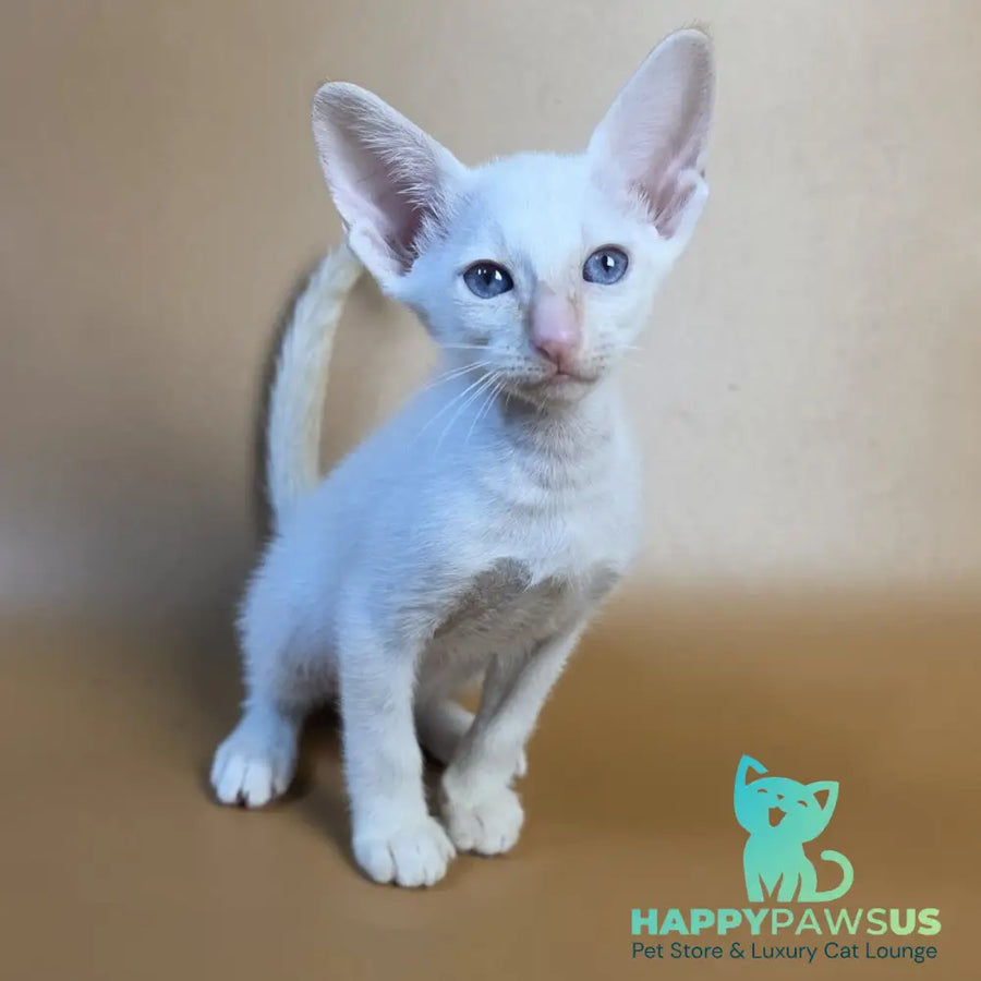 Eclair Siamese male red - live animals