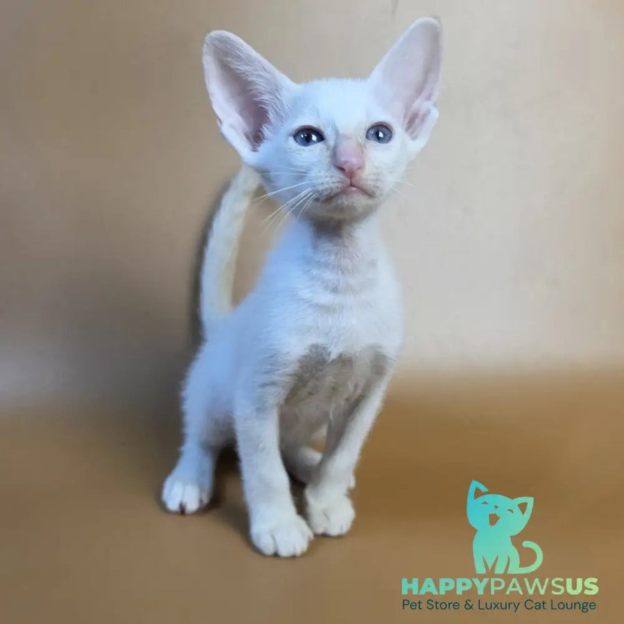 Eclair Siamese male red - live animals