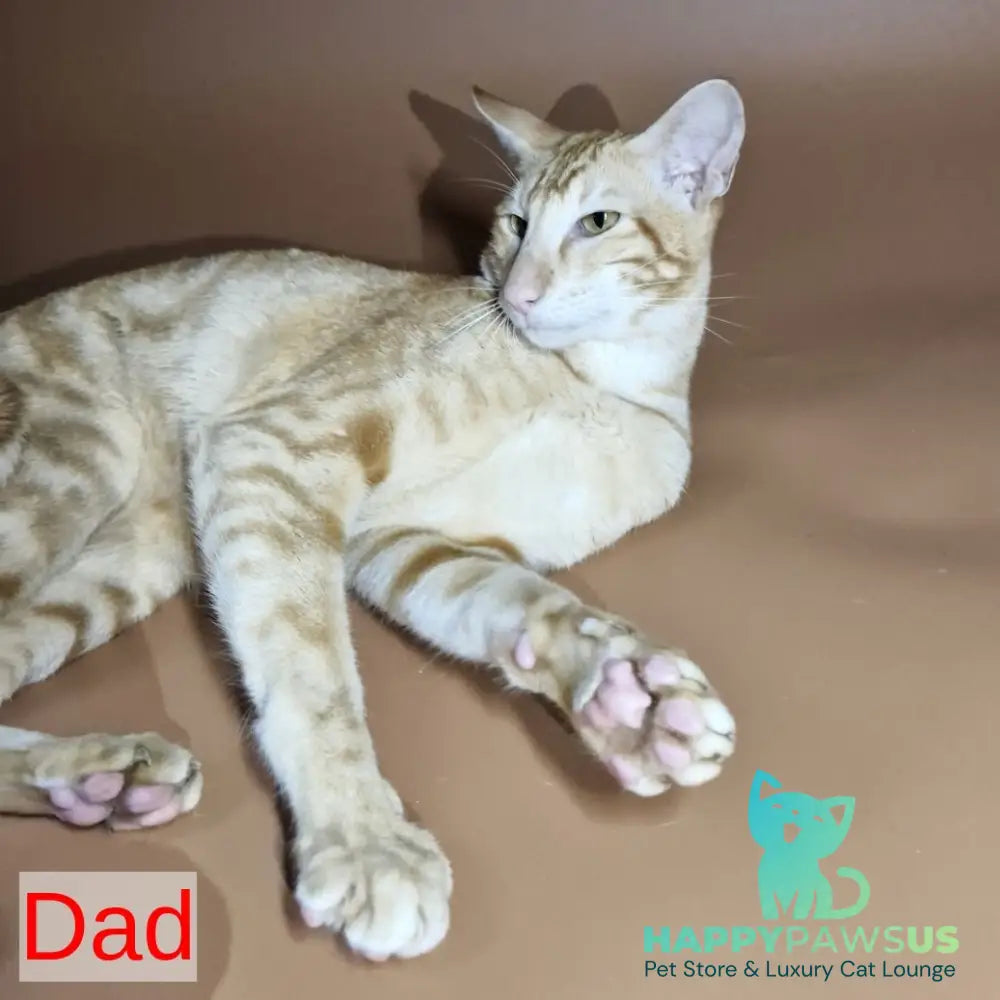 Eclair Siamese male red - live animals