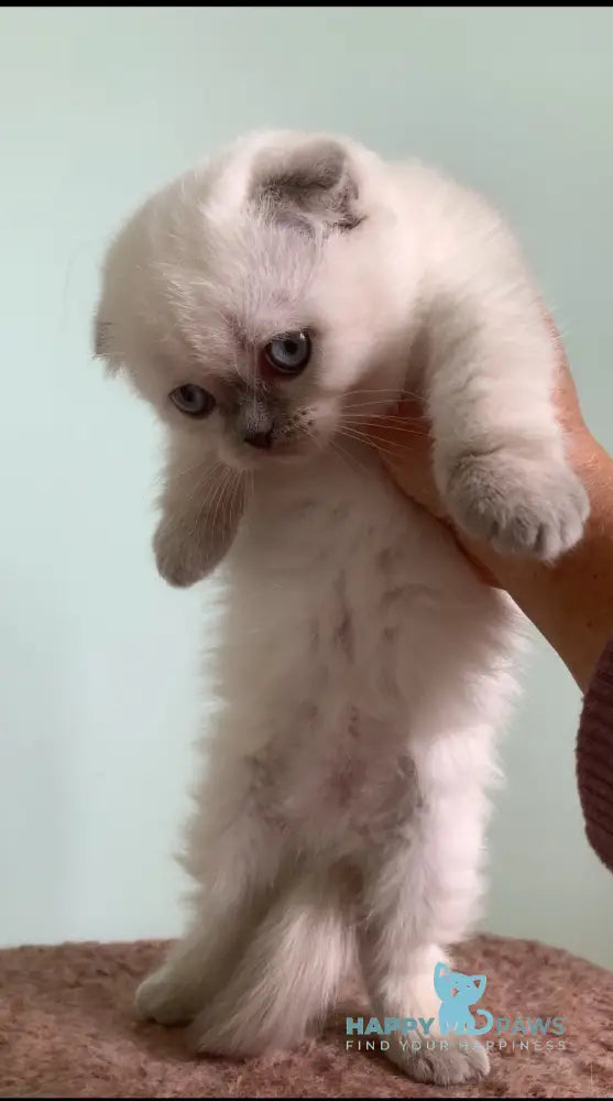 Eclear Scottish Fold female lilac pointed live animals