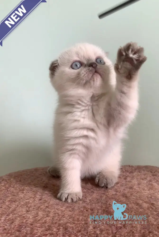 Eclear Scottish Fold female lilac pointed live animals