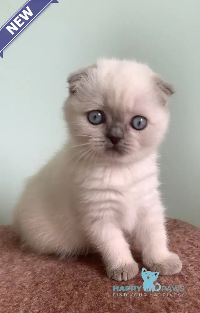 Eclear Scottish Fold female lilac pointed live animals