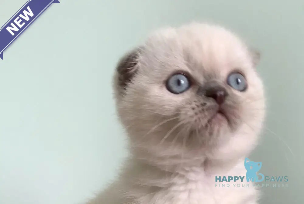 Eclear Scottish Fold female lilac pointed live animals